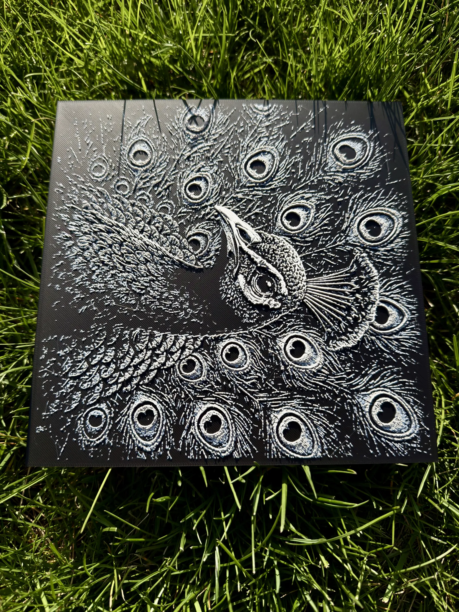 Peacock Wildlife Series