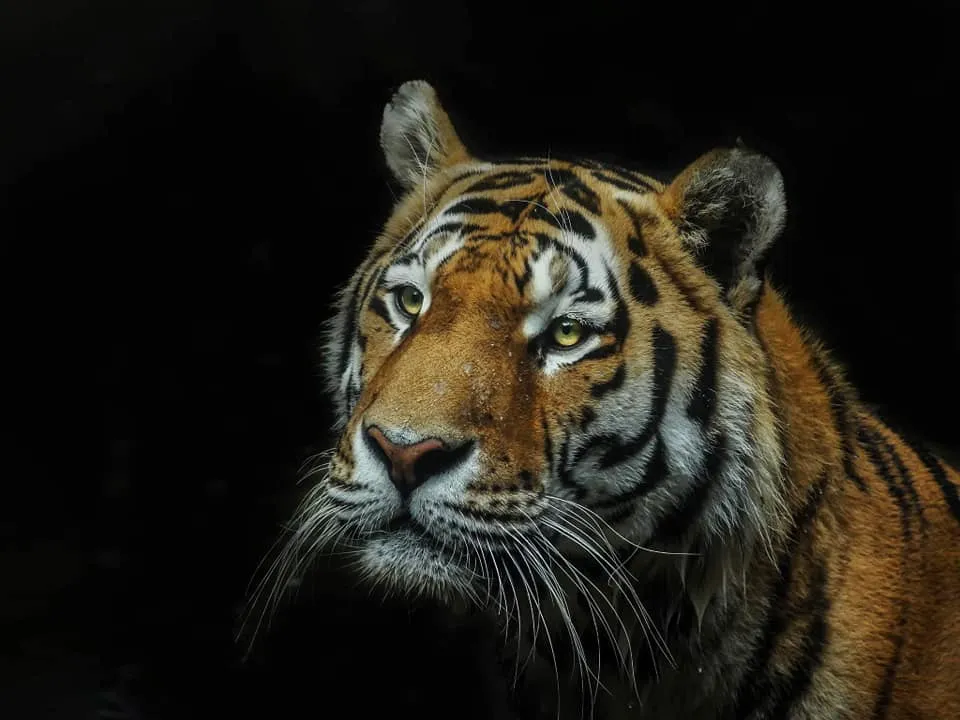 Tiger Hueforge