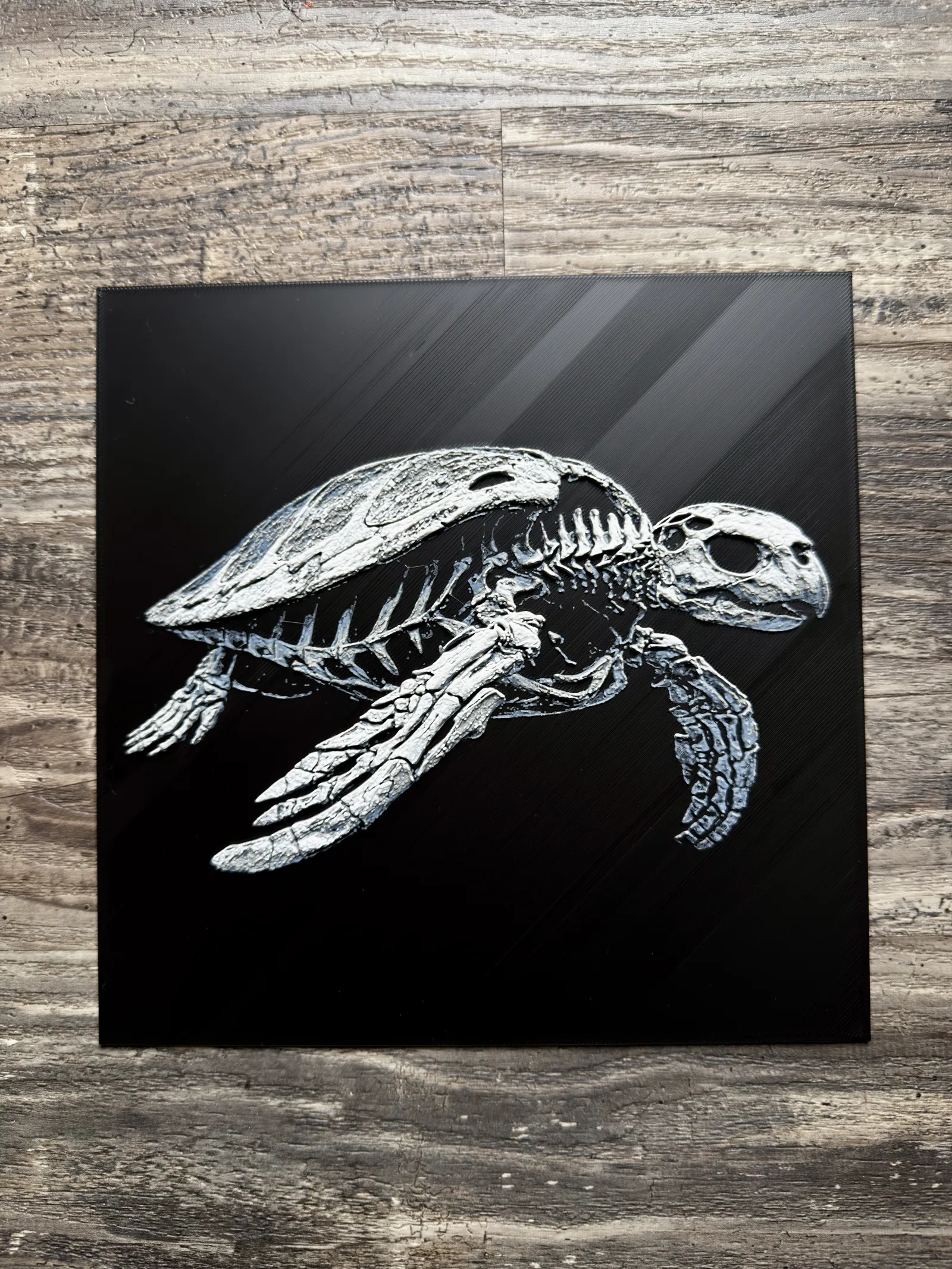 Sea Turtle Skeleton