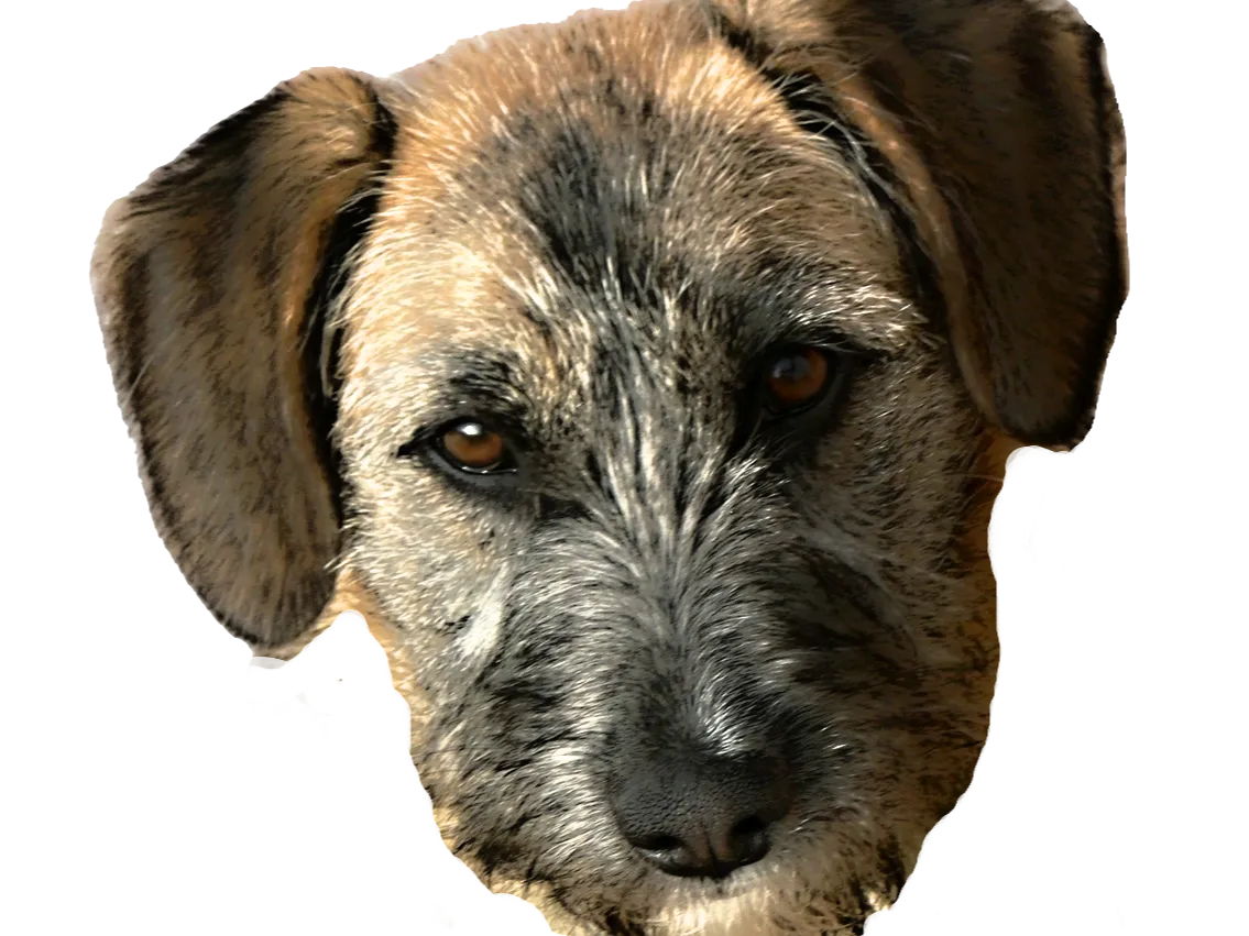 Dog hueforge