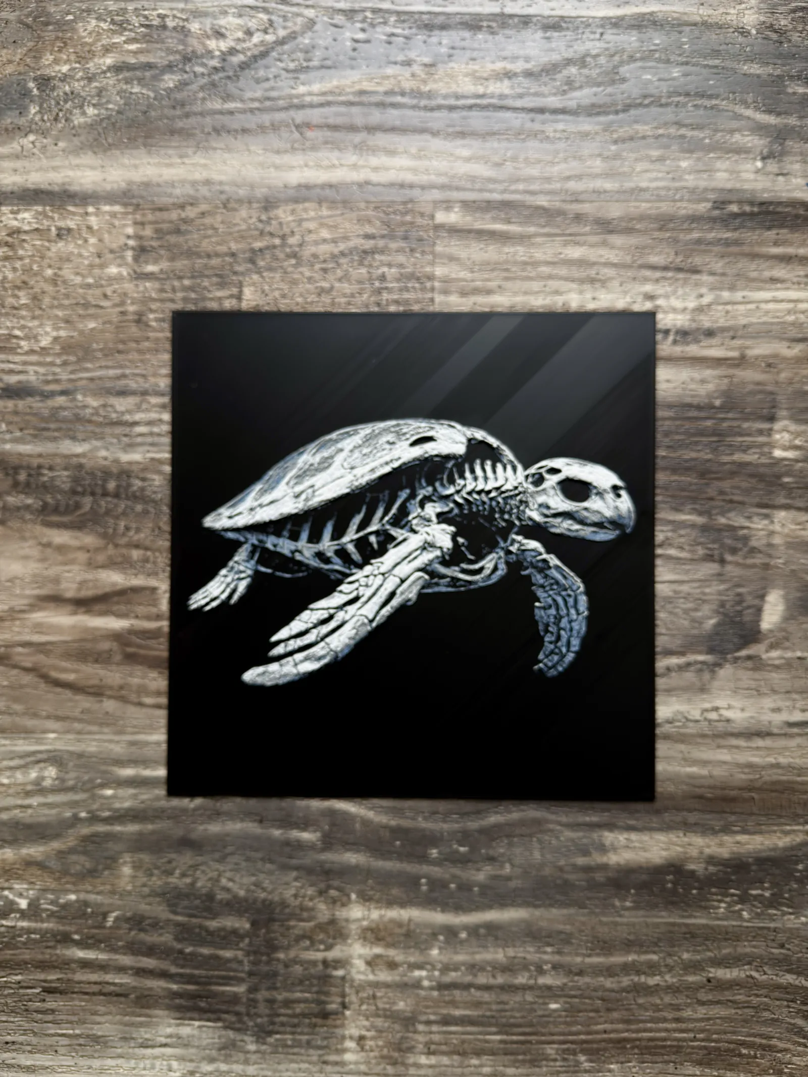 Sea Turtle Skeleton