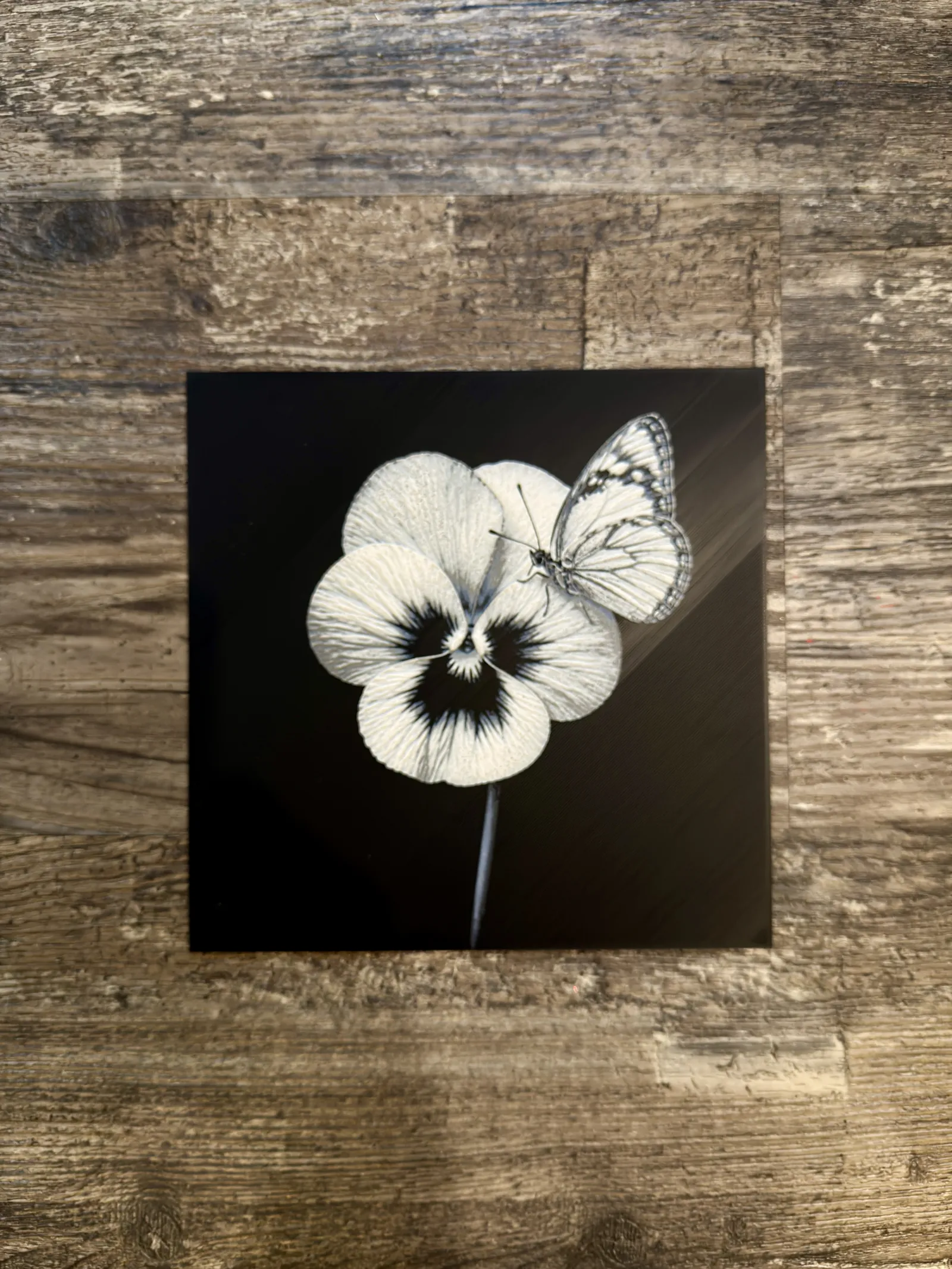 Violet with butterfly Flower Series