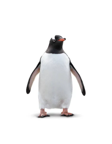 Penguin picture (MakerWorld-Chroma Canvas)