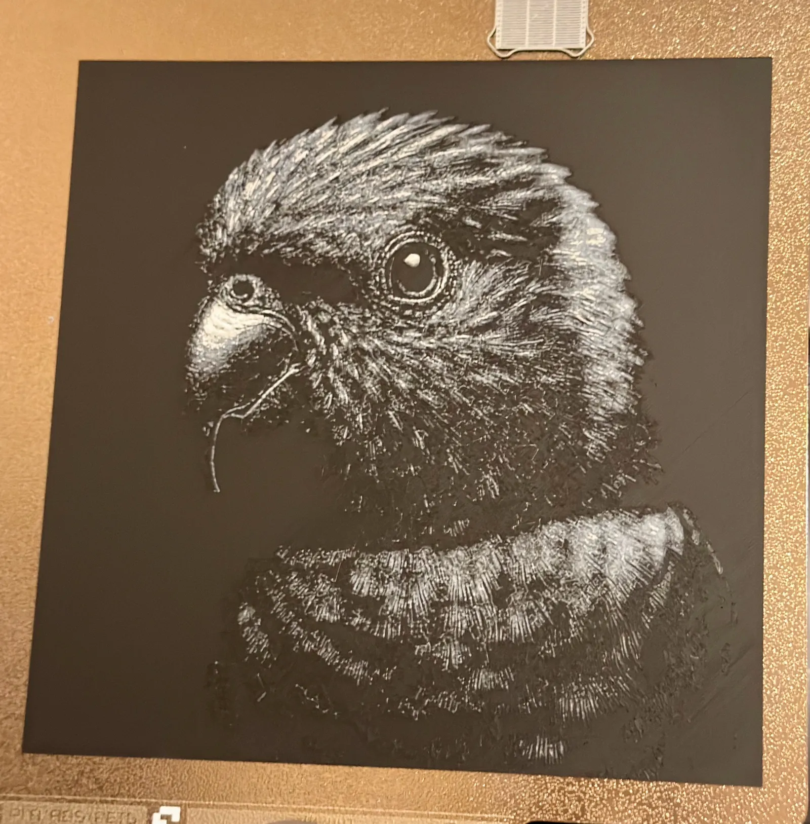 Hueforge Lorikeet