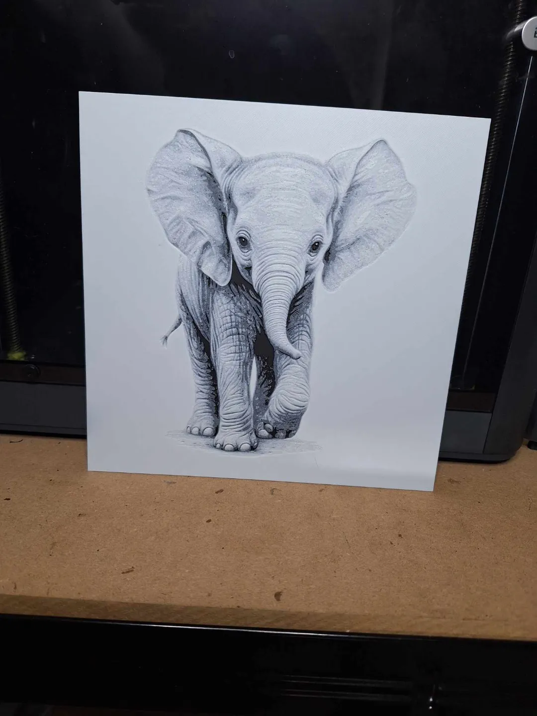 Beautiful black and white Elephant calf - hueforge