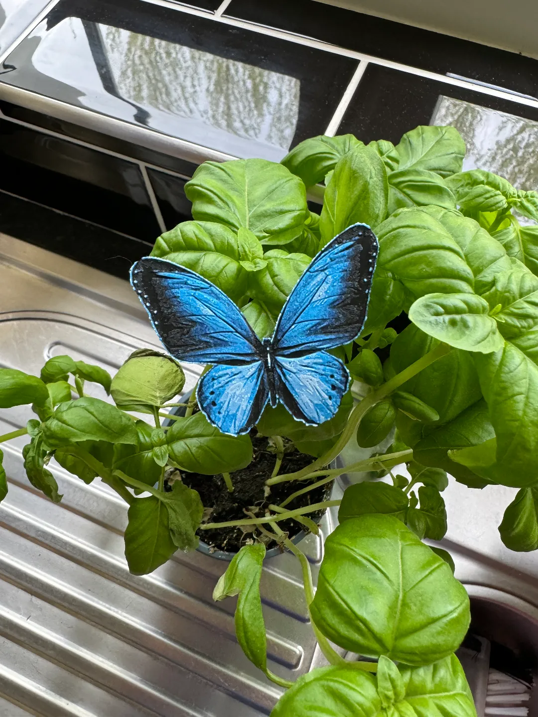 Hueforge Butterfly