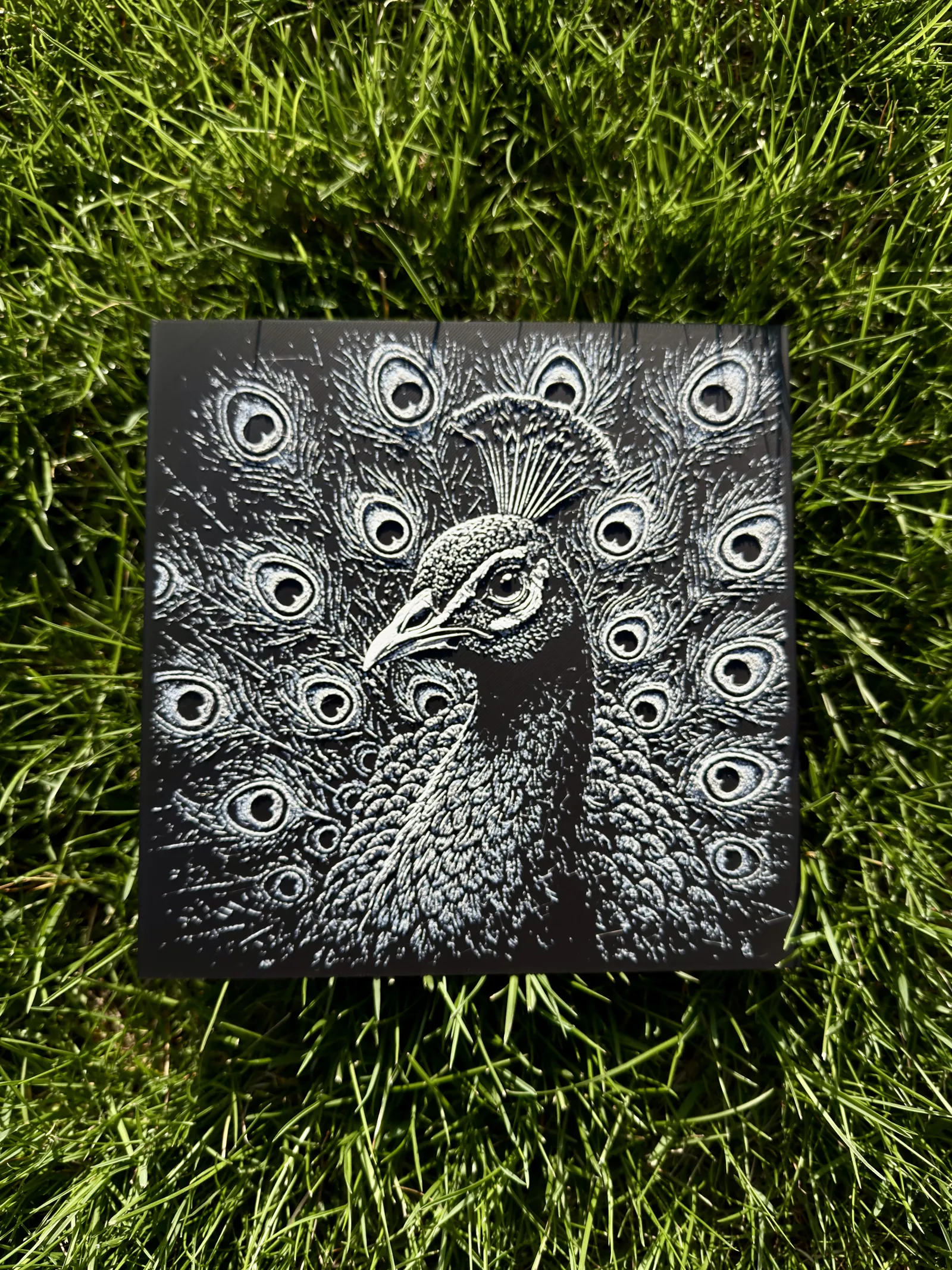 Peacock Wildlife Series