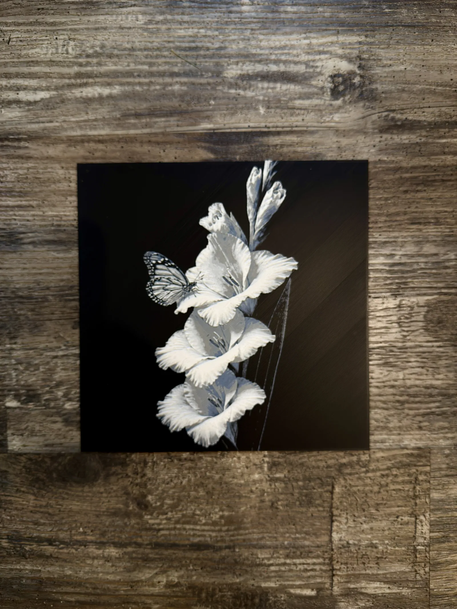 Gladiolus Flower Series