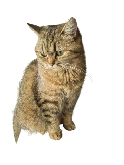 Katze Britisch Kurzhaar Hueforge