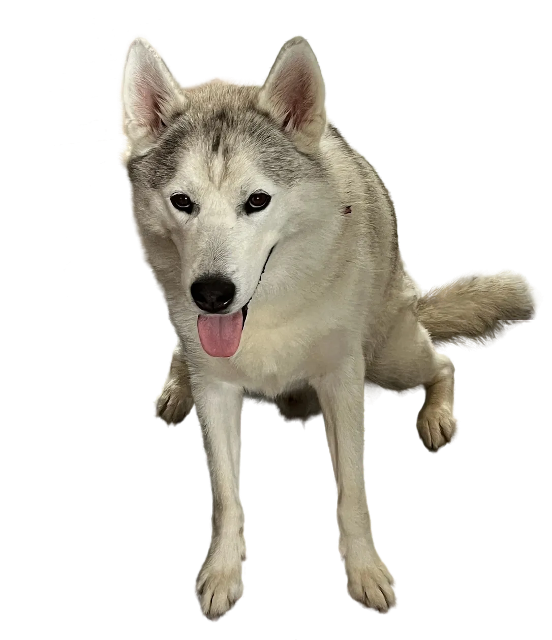 Siberian Husky Hue Forge