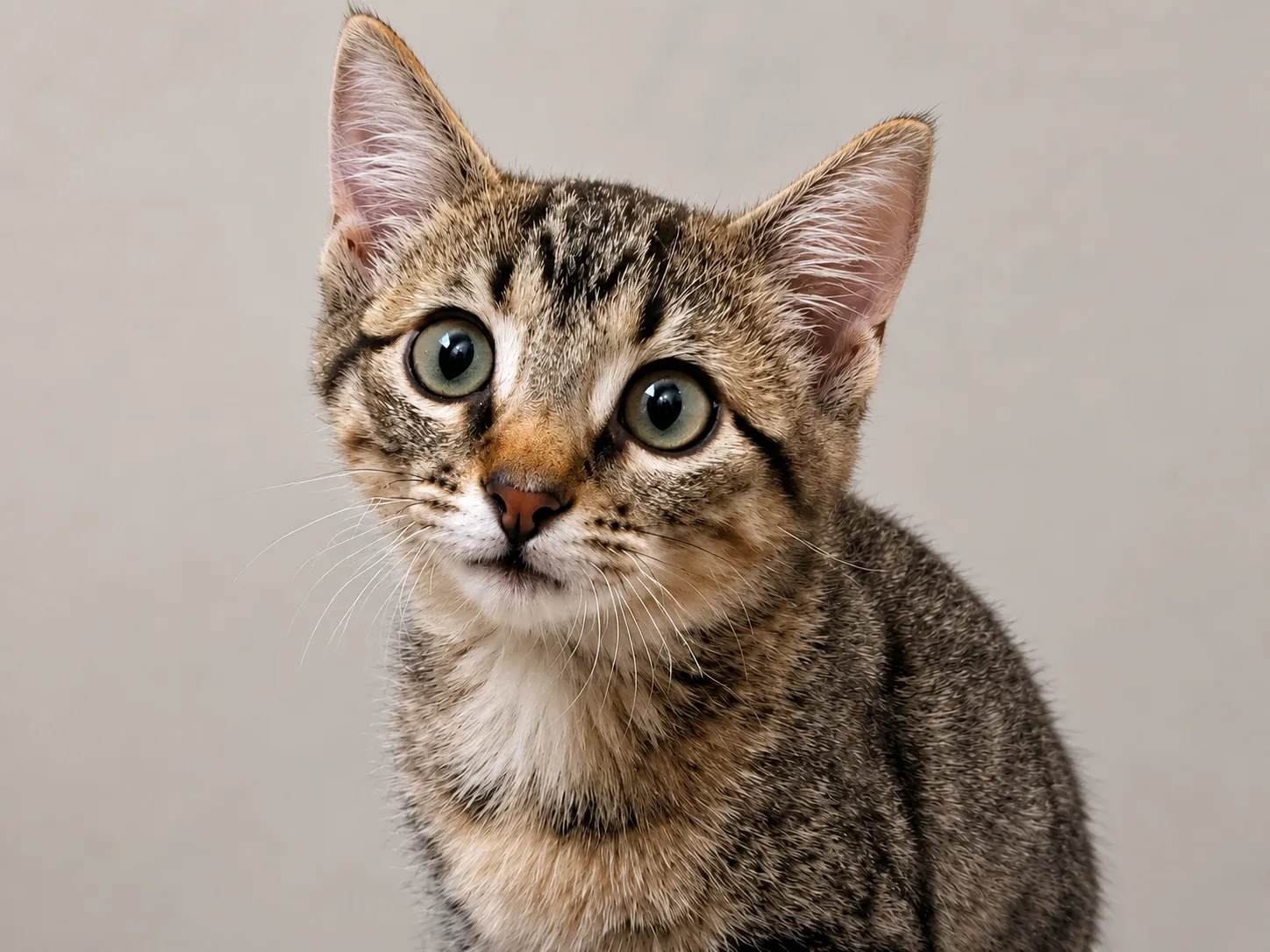 Hueforge Kitten (Baby Zero)