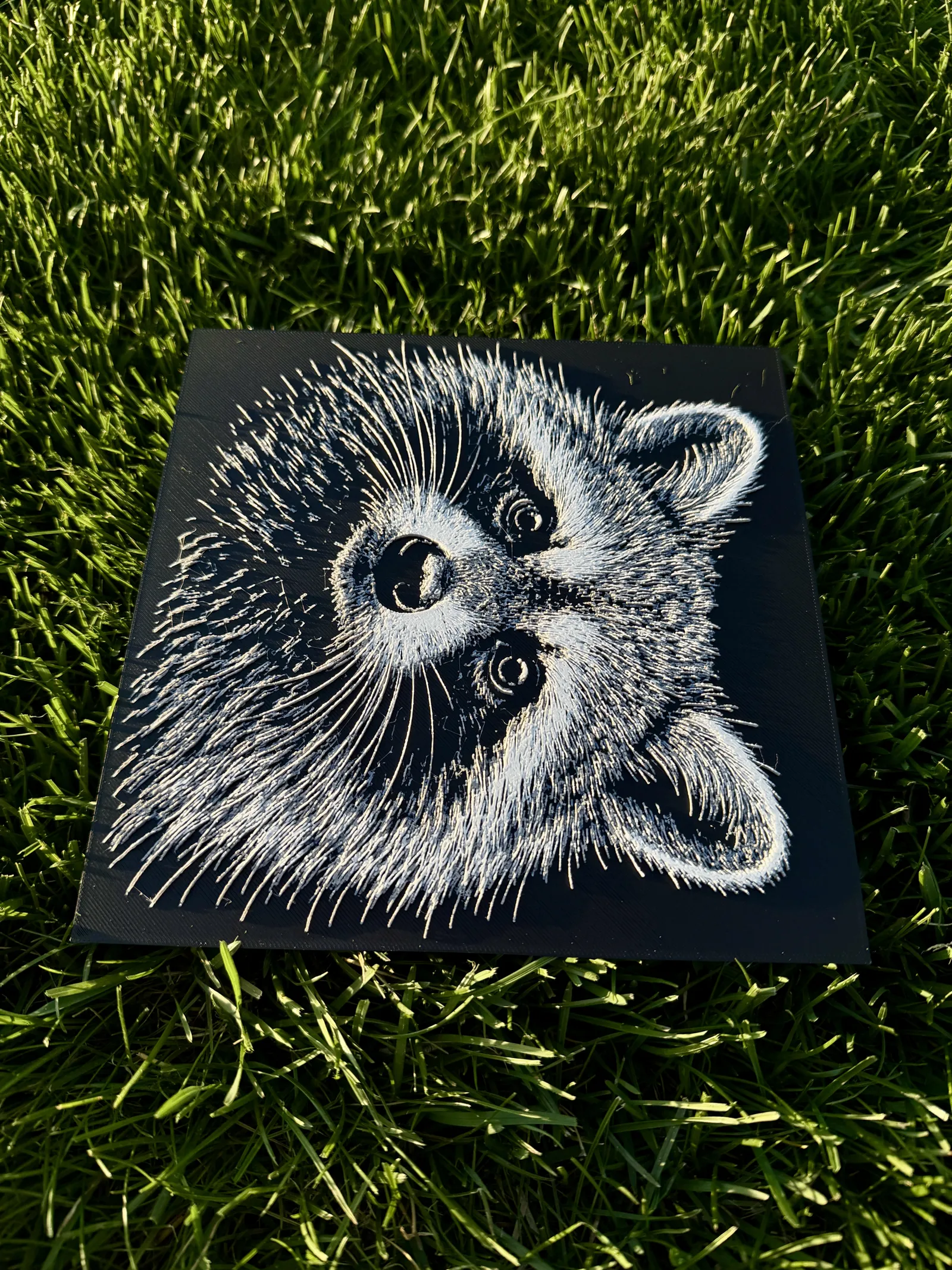 Raccoon Wildlife Series