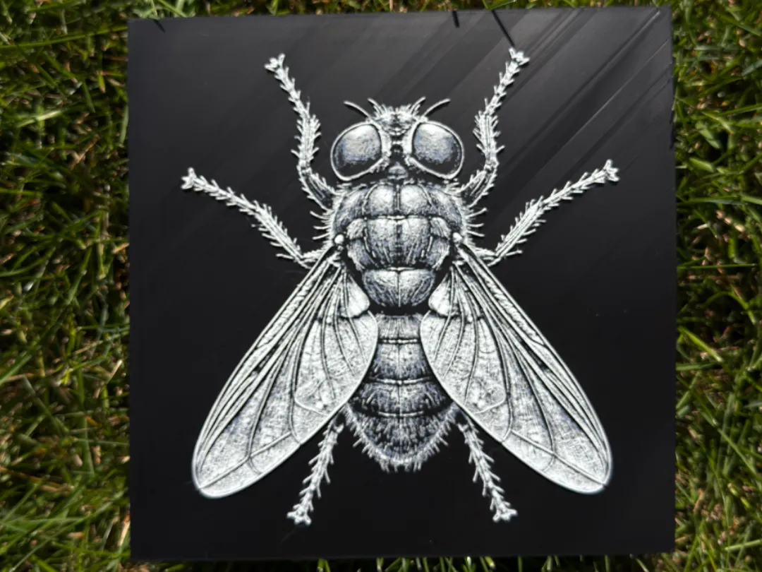 House Fly Wildlife Series