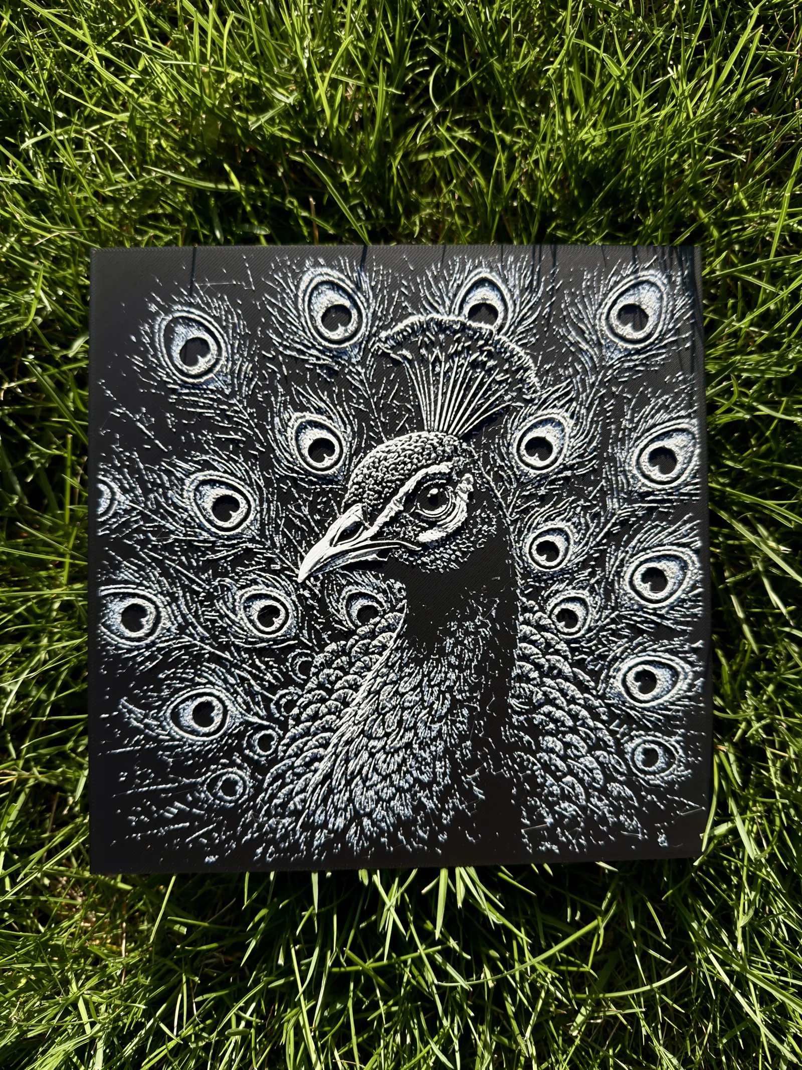 Peacock Wildlife Series