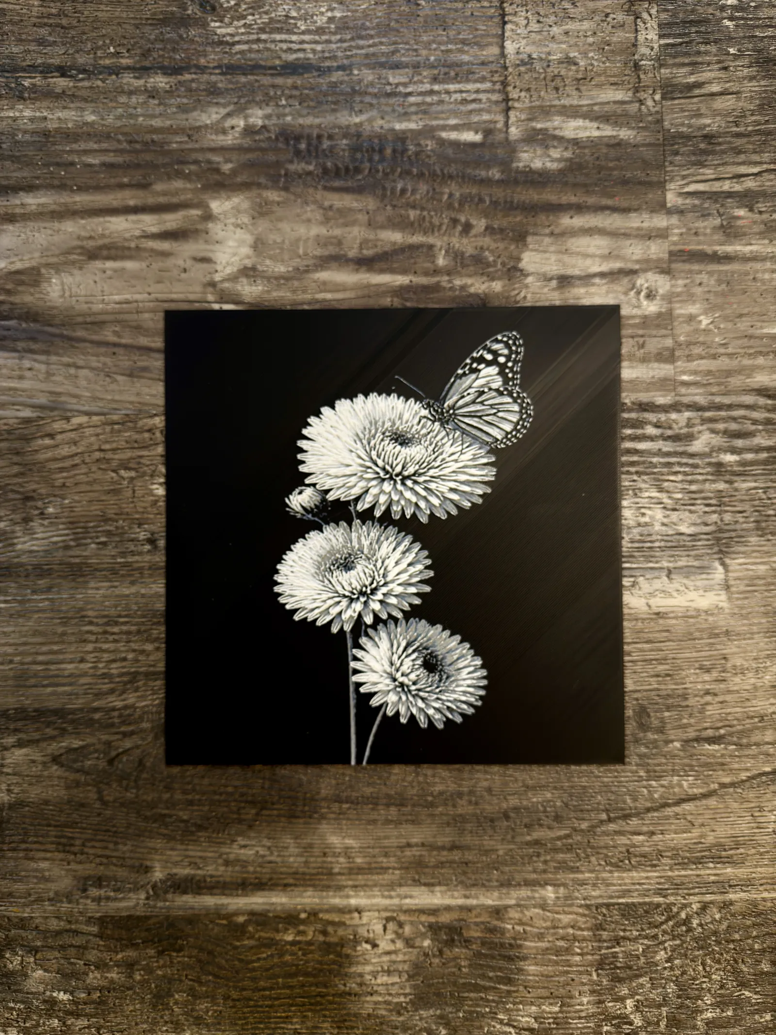 Aster with butterfly Flower Series