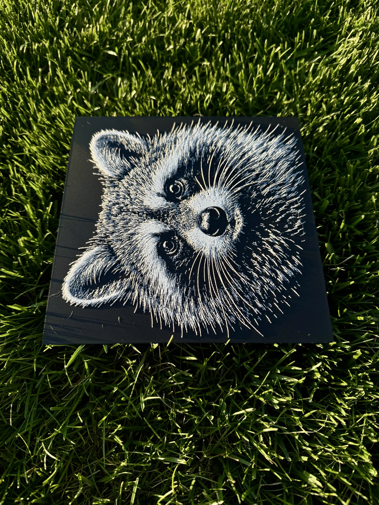 Raccoon Wildlife Series