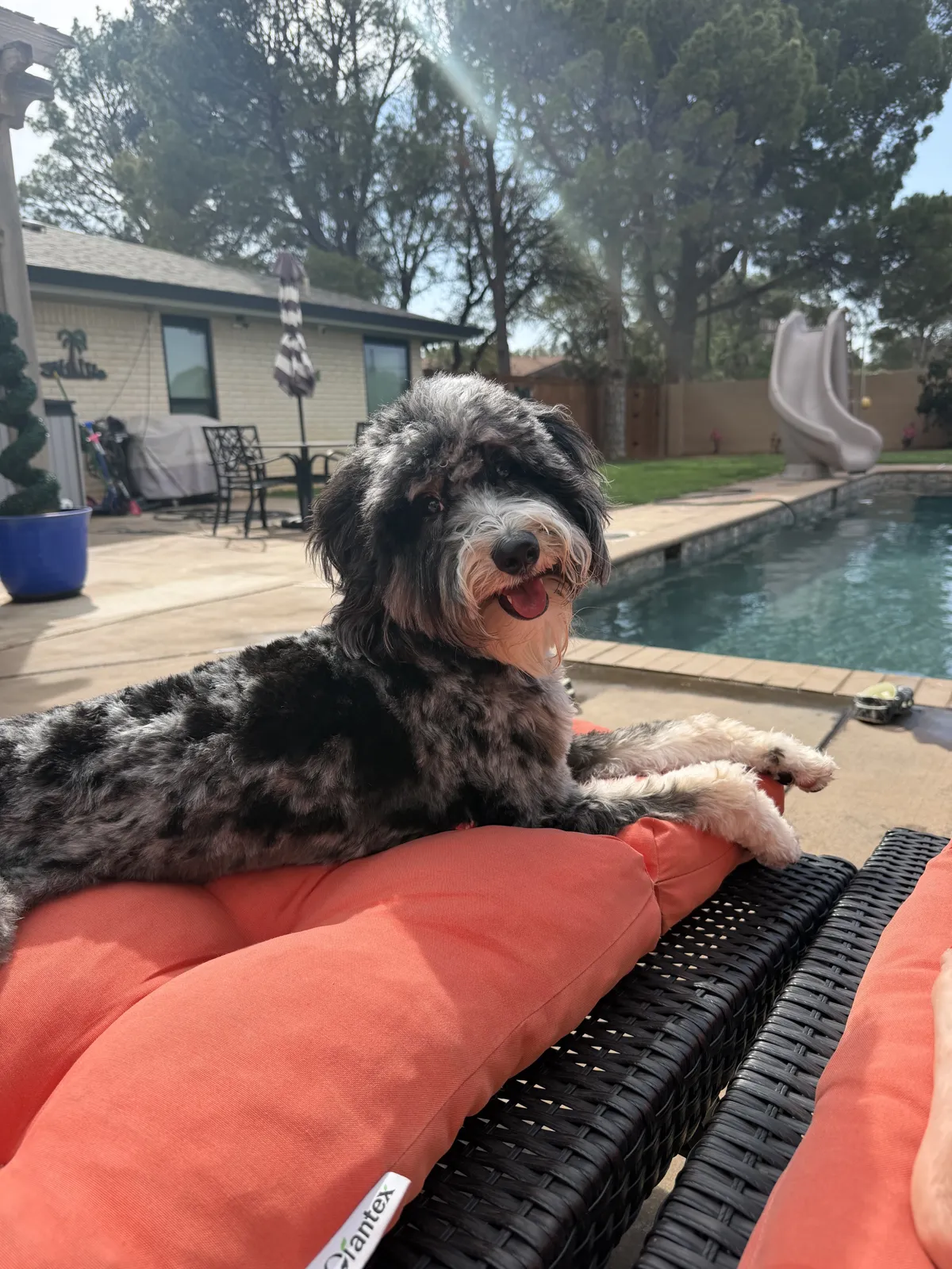 Bernedoodle Hueforge "Cash"