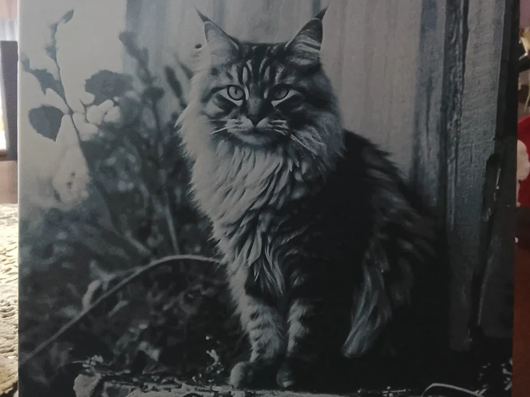 Gato Blanco y negro