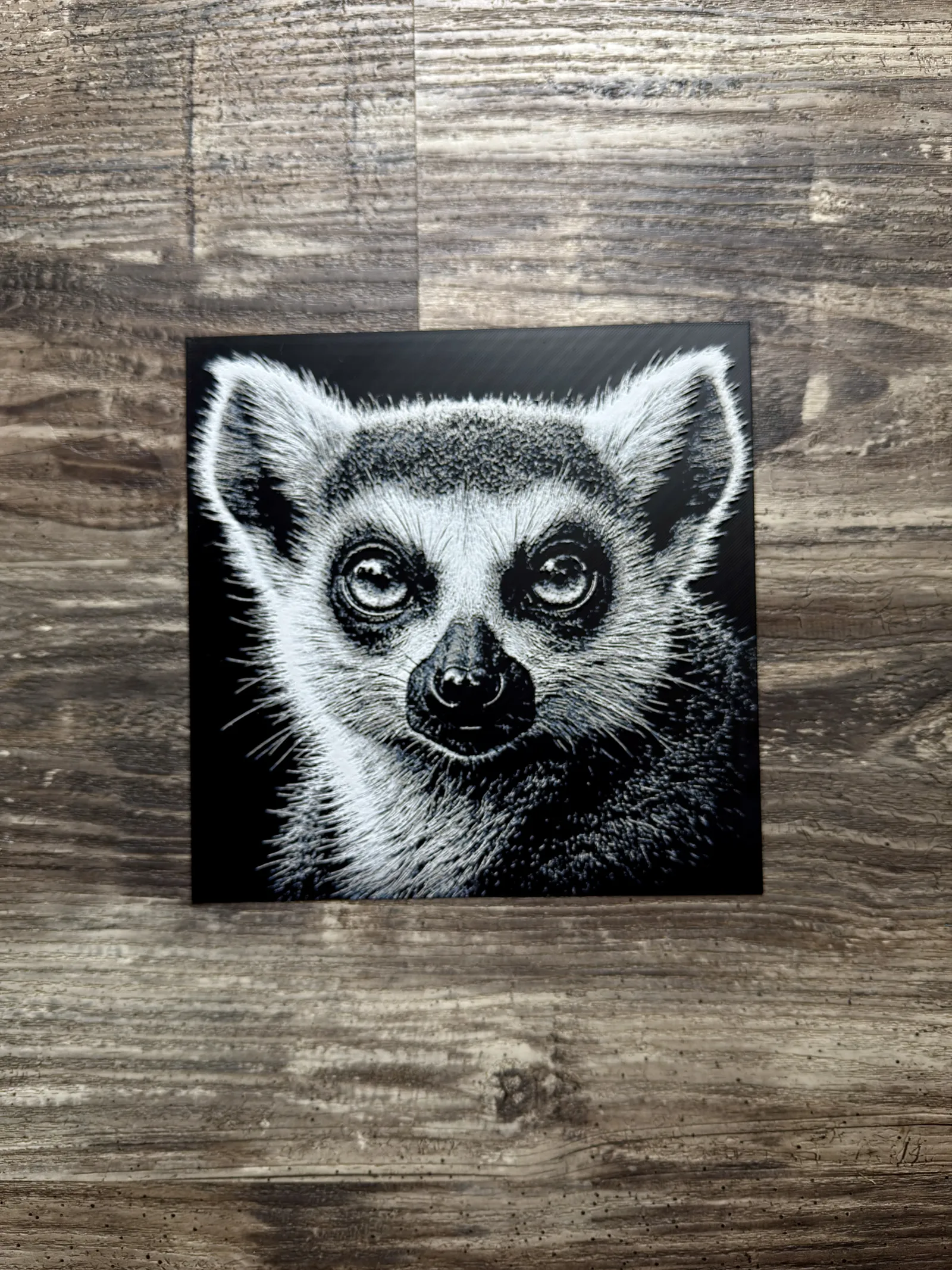 Ring-Tailed Lemur Wildlife Series