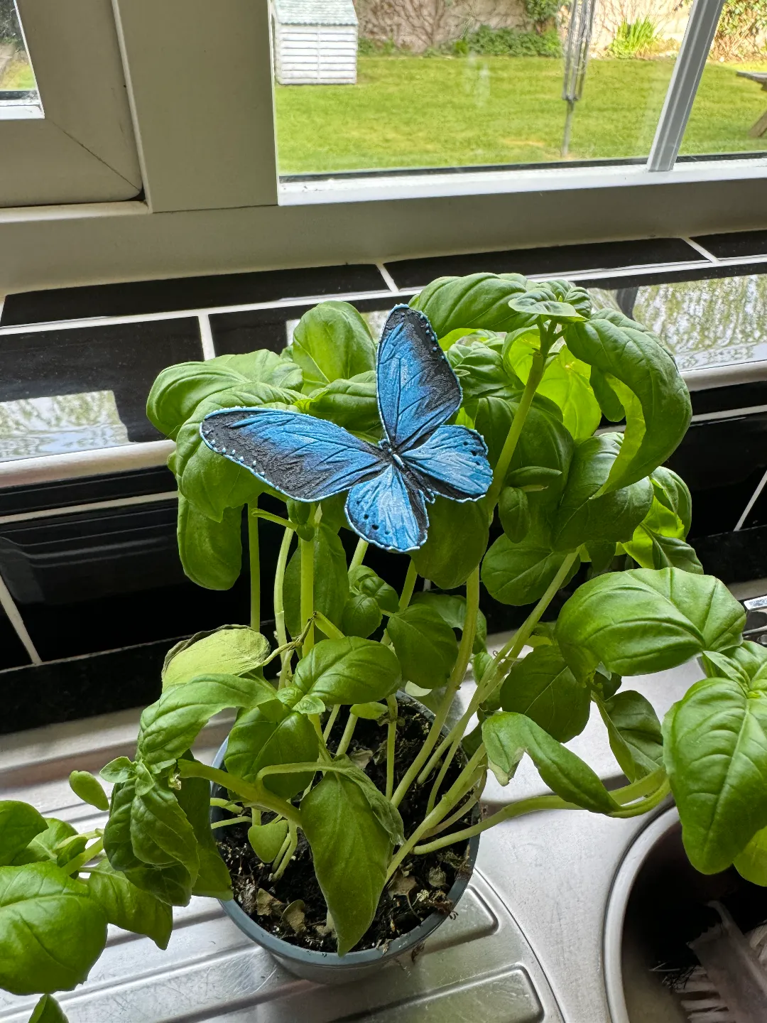 Hueforge Butterfly