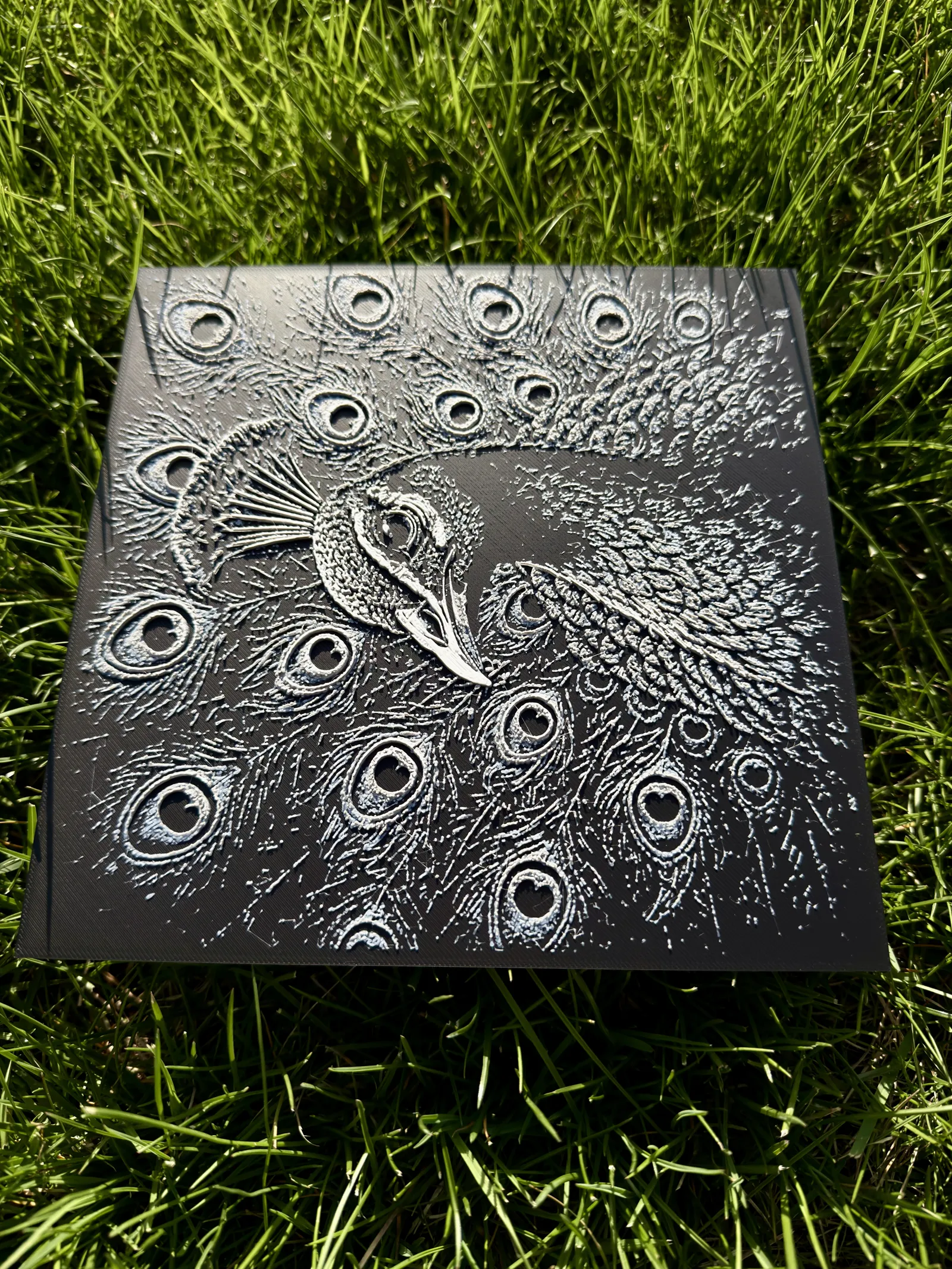 Peacock Wildlife Series