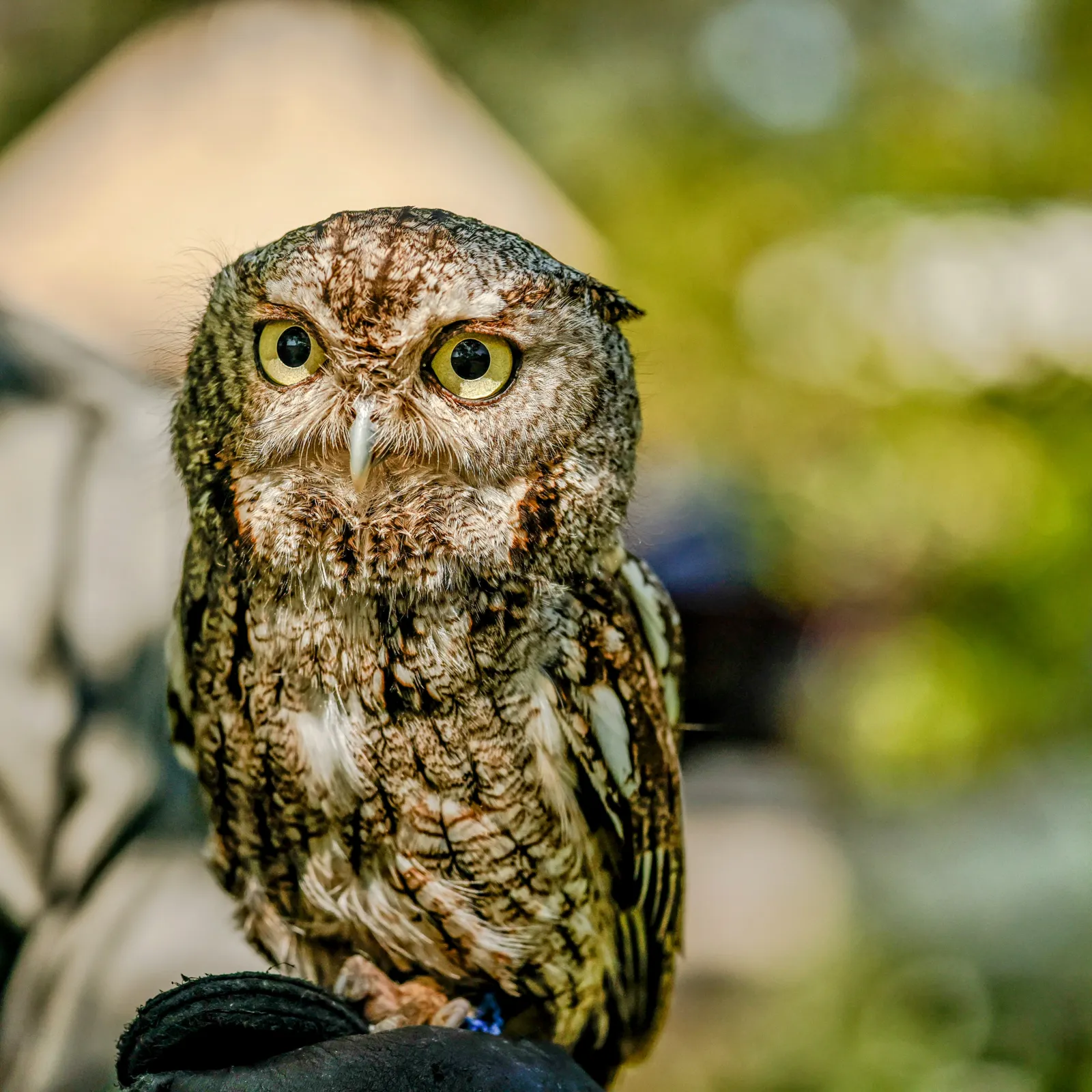 Eastern Screech Owl Hue Forge