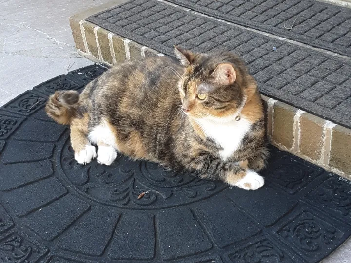 hueforge cat