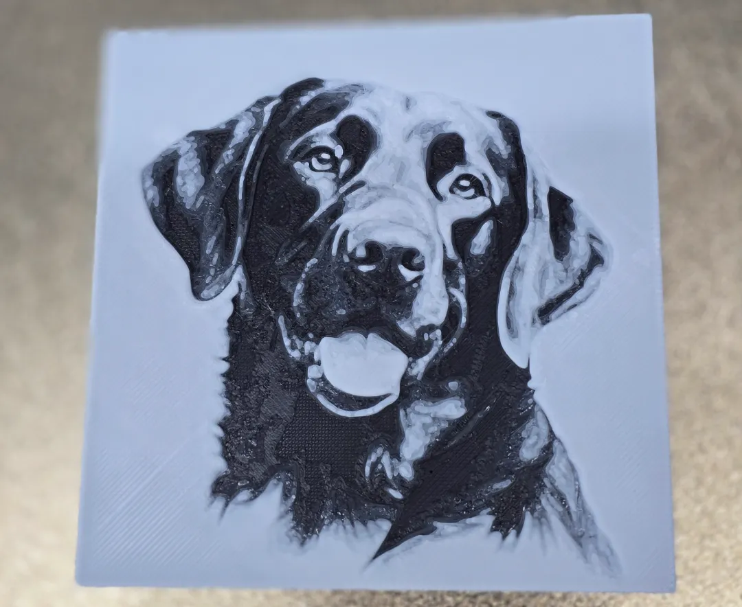 Black lab