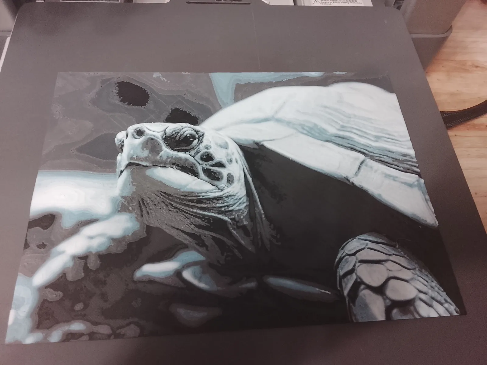 Tortuga