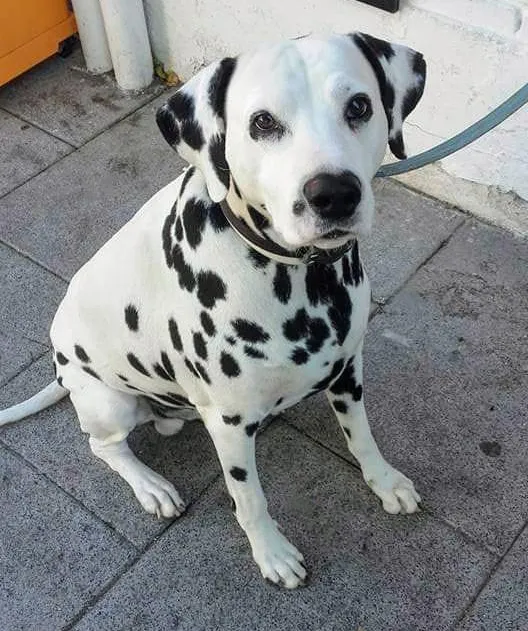 DALMATA HUEFORGE