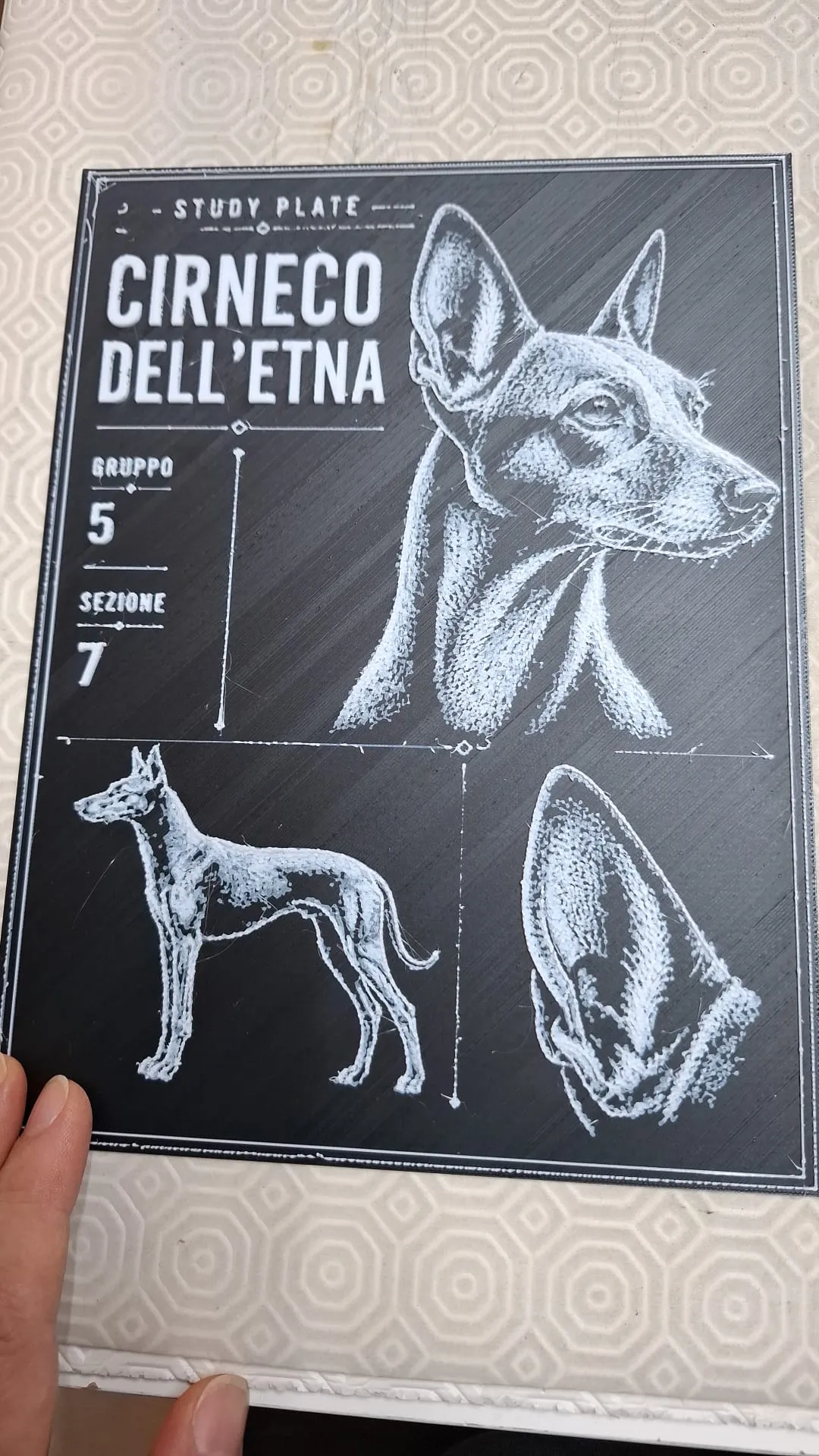 STUDY PLATE -ANIMAL-CIRNECO DELL'ETNA