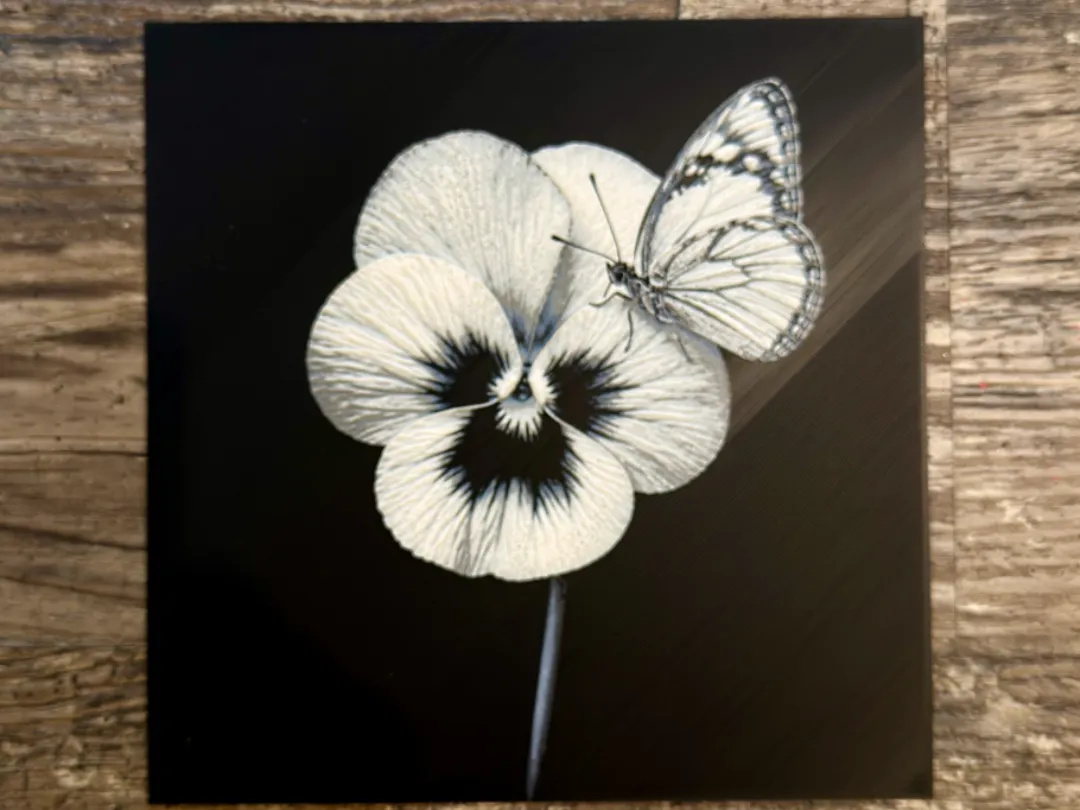 Violet with butterfly Flower Series
