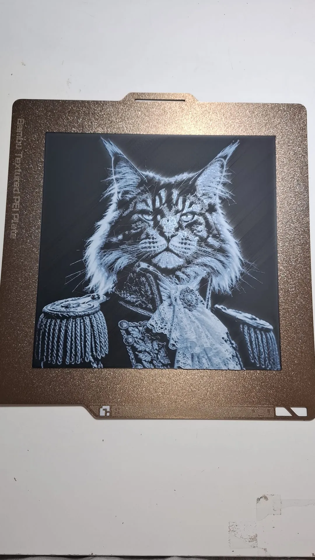 Duca del Maine . Ritratto vittoriano Maine Coon