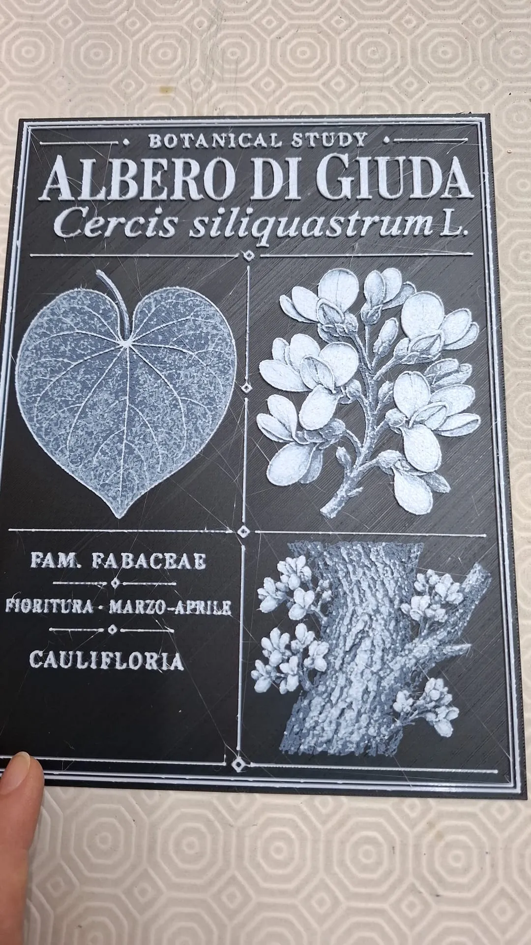 study plate -botanical-<albero di giuda
