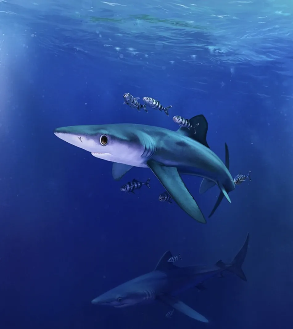 Blue Shark - Mini Hueforge