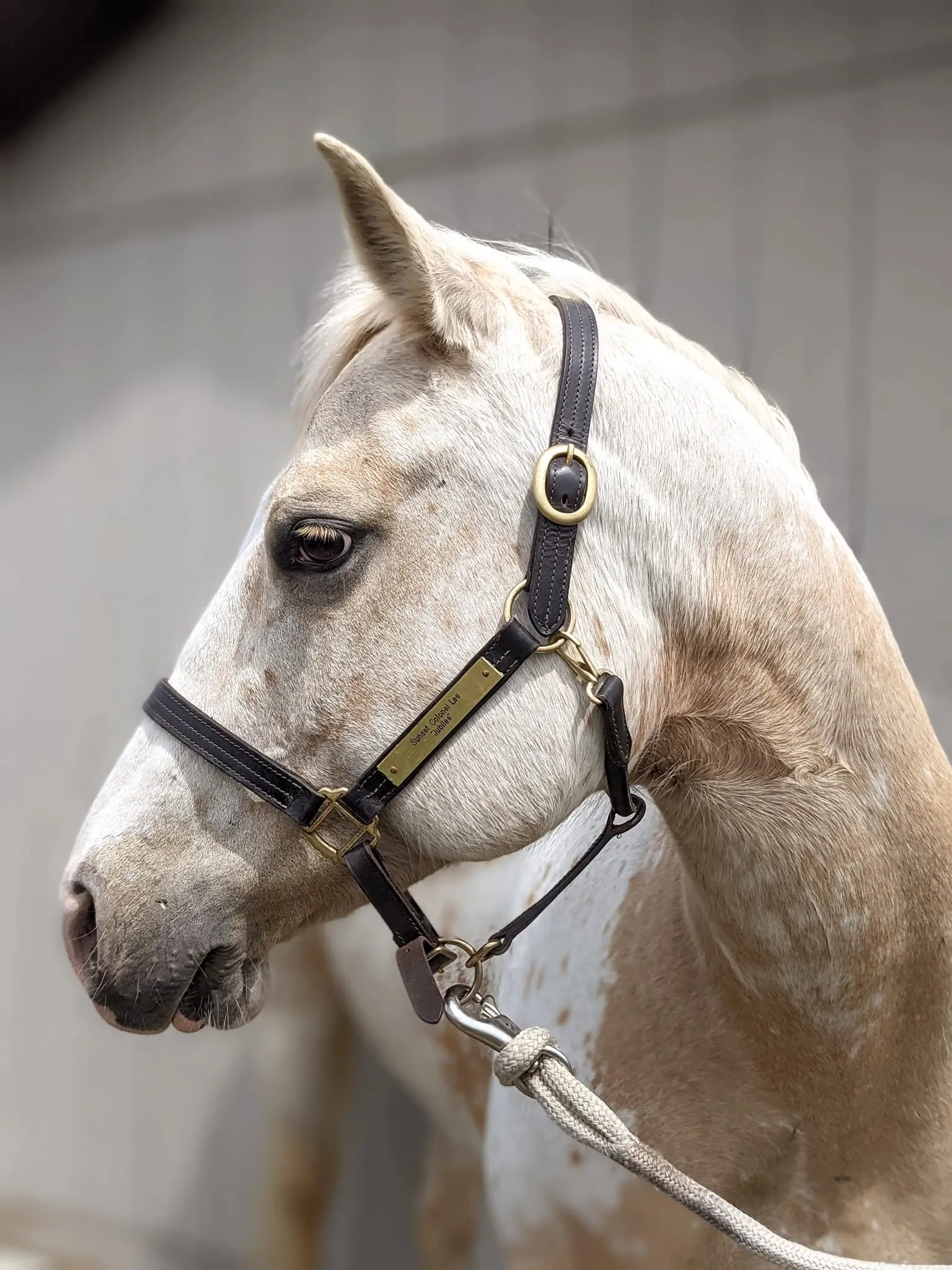 Jubilee the Horse Hueforge