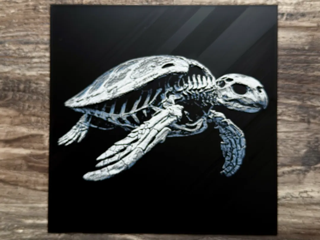 Sea Turtle Skeleton