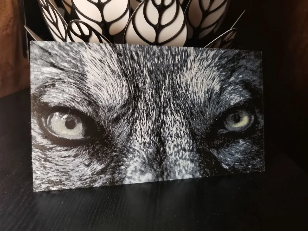 wolf