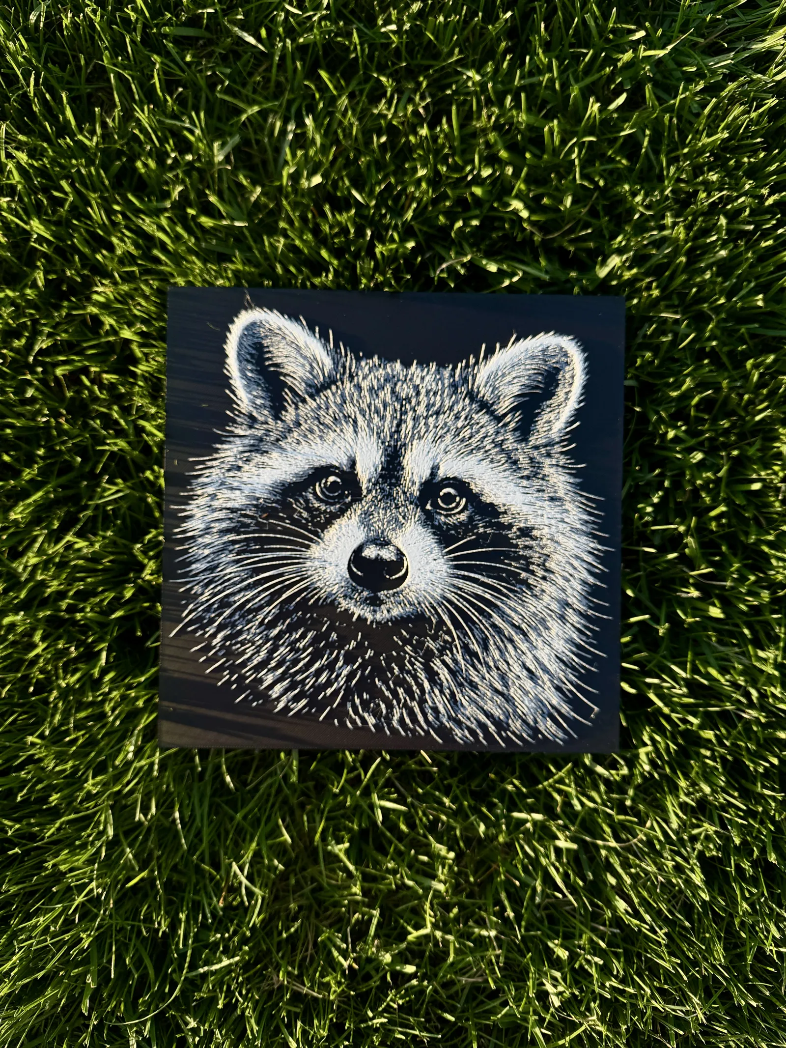 Raccoon Wildlife Series