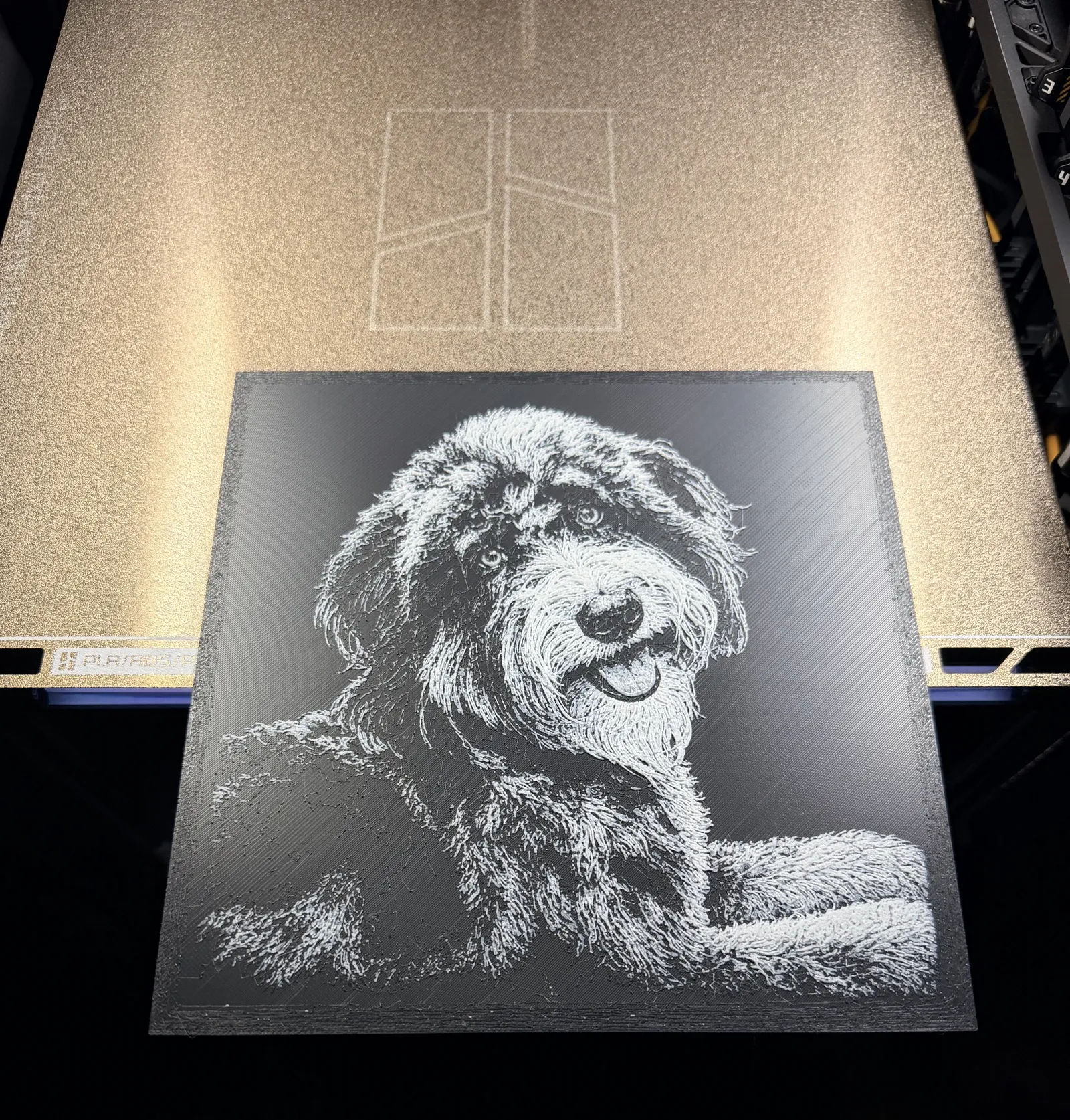 Bernedoodle Hueforge "Cash"