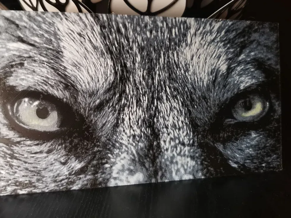 wolf